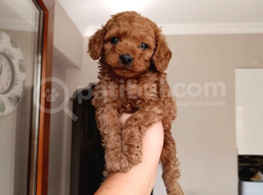 Red Braw Kıpkırmızı Ev Üretimi Tooy Poodle  görsel