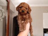 Tooy Poodle Cinsi Yavrular Dişi Erkek Mevcuttur 