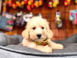 Minik Sevimli Tüy Dökmez Zeki A Secereli Maltipoo