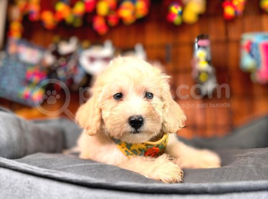 Minik Sevimli Tüy Dökmez Zeki A Secereli Maltipoo görsel