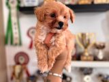 Minik Sevimli Tüy Dökmez Zeki A Secereli Maltipoo