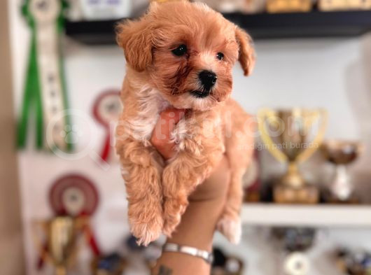 Minik Sevimli Tüy Dökmez Zeki A Secereli Maltipoo görsel