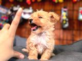 Minik Sevimli Tüy Dökmez Zeki A Secereli Maltipoo