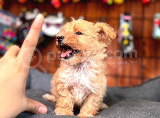 Minik Sevimli Tüy Dökmez Zeki A Secereli Maltipoo görsel
