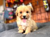 Minik sevimli tüy dökmez zeki a secereli maltipoo