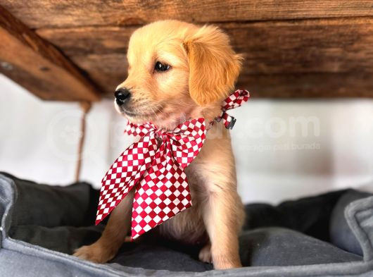 Bebek Yüzlü Golden A Kali̇te Irk görsel