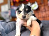 Dunyani̇n En Zeki̇ Irki Border Collie