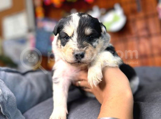 Dunyani̇n En Zeki̇ Irki Border Collie görsel