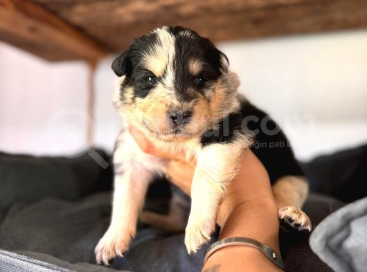 Dunyani̇n En Zeki̇ Irki Border Collie görsel