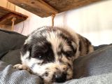 Dunyani̇n En Zeki̇ Irki Border Collie