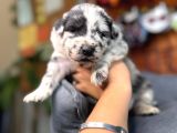 DUNYANİN EN ZEKİ IRKI BORDER COLLIE