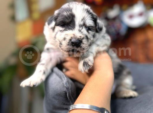 Dunyani̇n En Zeki̇ Irki Border Collie