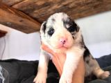 Dunyani̇n En Zeki̇ Irki Border Collie