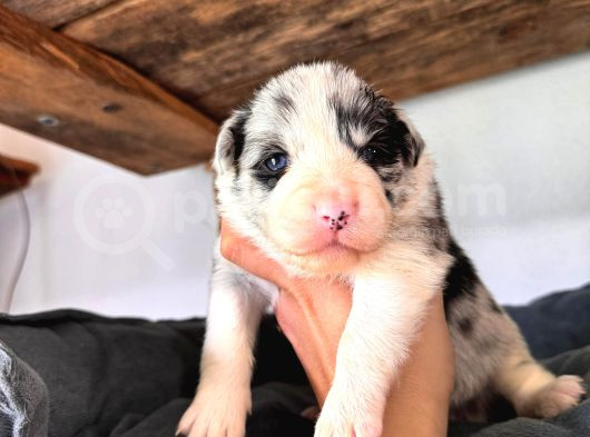 Dunyani̇n En Zeki̇ Irki Border Collie görsel