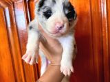 Dunyani̇n En Zeki̇ Irki Border Collie