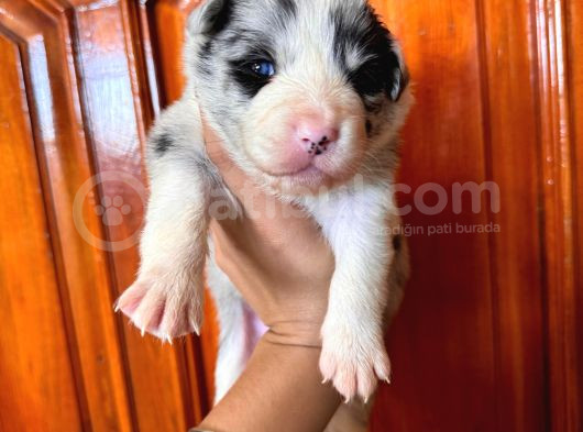 Dunyani̇n En Zeki̇ Irki Border Collie görsel