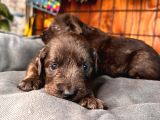 Dark Chocolate Ve Black Labrador Retriever