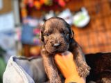 Dark Chocolate Ve Black Labrador Retriever