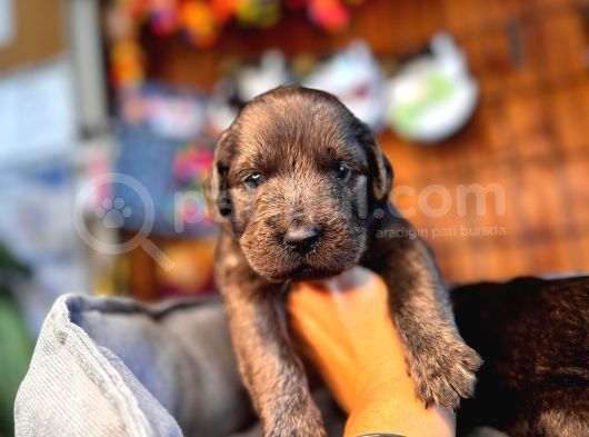 Dark Chocolate Ve Black Labrador Retriever görsel