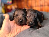 Dark Chocolate Ve Black Labrador Retriever