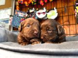 Dark Chocolate Ve Black Labrador Retriever