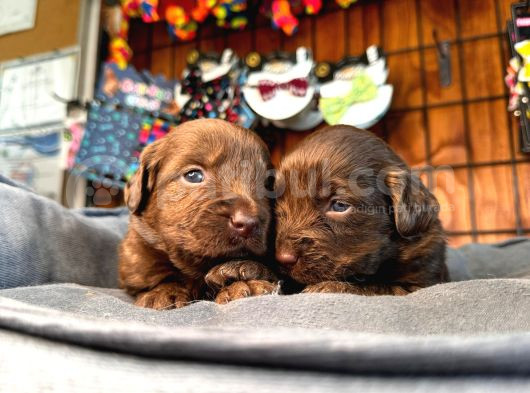 Dark Chocolate Ve Black Labrador Retriever görsel