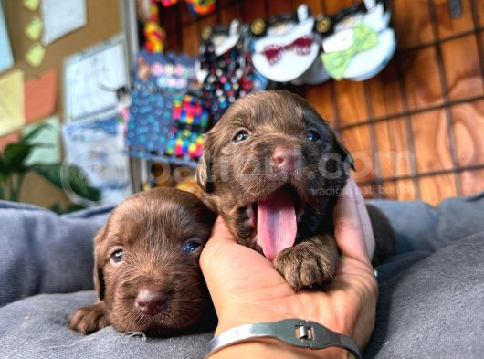 Dark Chocolate Ve Black Labrador Retriever görsel