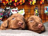 Dark Chocolate Ve Black Labrador Retriever