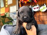 Dark Chocolate Ve Black Labrador Retriever