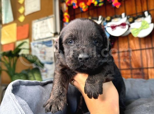 Dark Chocolate Ve Black Labrador Retriever görsel