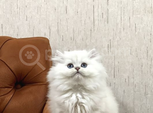 Üst Düzey Kali̇tede Bri̇ti̇sh Longhai̇r Yavrum görsel