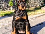 King Doberman Yavrular