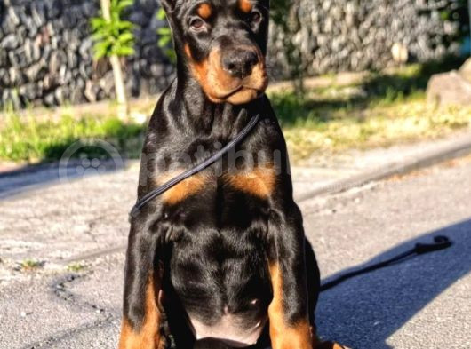 King Doberman Yavrular görsel