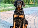 King Doberman yavrular