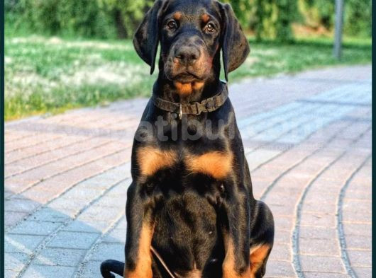 King Doberman Yavrular