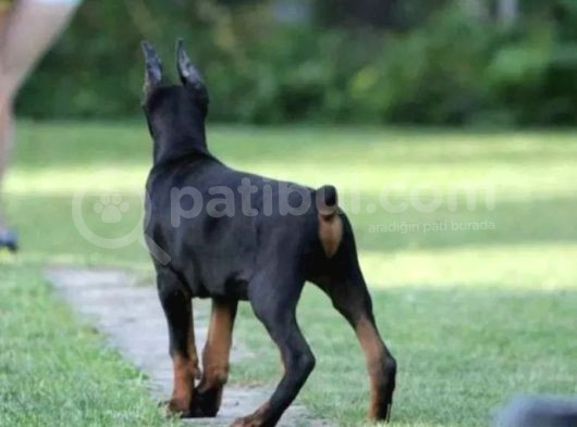 King Doberman Yavrular görsel