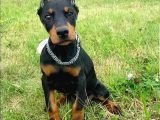 King Doberman Yavrular