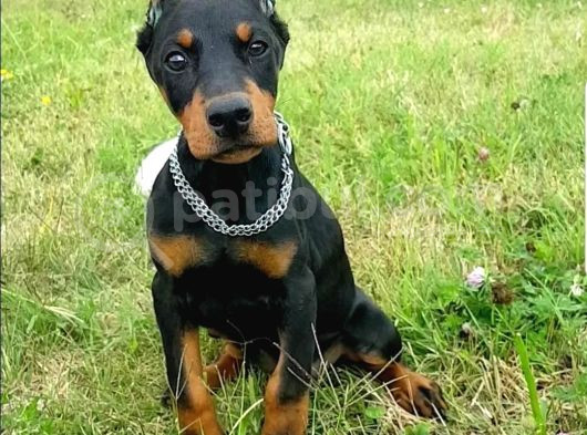 King Doberman Yavrular görsel