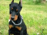 King Doberman Yavrular