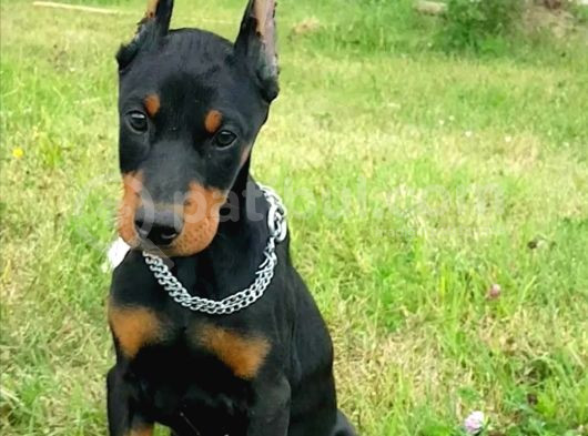 King Doberman Yavrular görsel