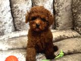 Muhteşem Kali̇tede Toy Poodle Yavrulari