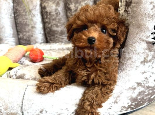 Muhteşem Kali̇tede Toy Poodle Yavrulari görsel