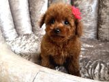 MUHTEŞEM KALİTEDE TOY POODLE YAVRULARI