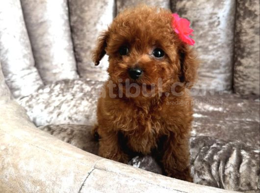 Muhteşem Kali̇tede Toy Poodle Yavrulari