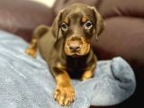 SAFKAN DOBERMAN YAVRULARI