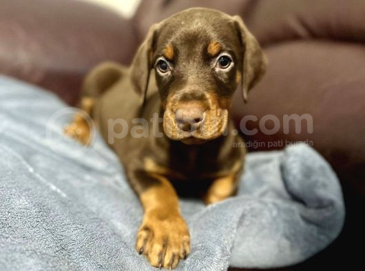 Safkan Doberman Yavrulari
