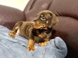 Safkan Doberman Yavrulari