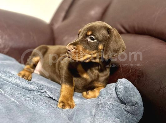 Safkan Doberman Yavrulari görsel