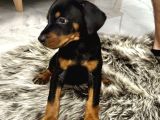 Safkan Doberman Yavrulari