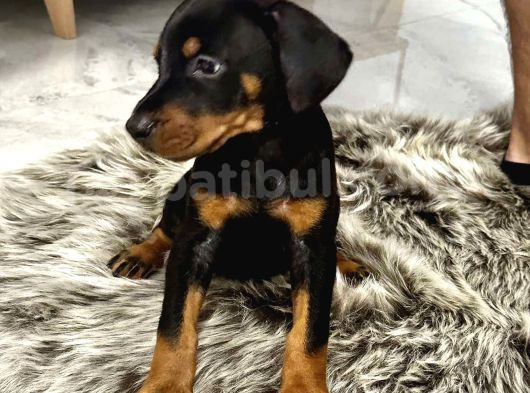 Safkan Doberman Yavrulari görsel